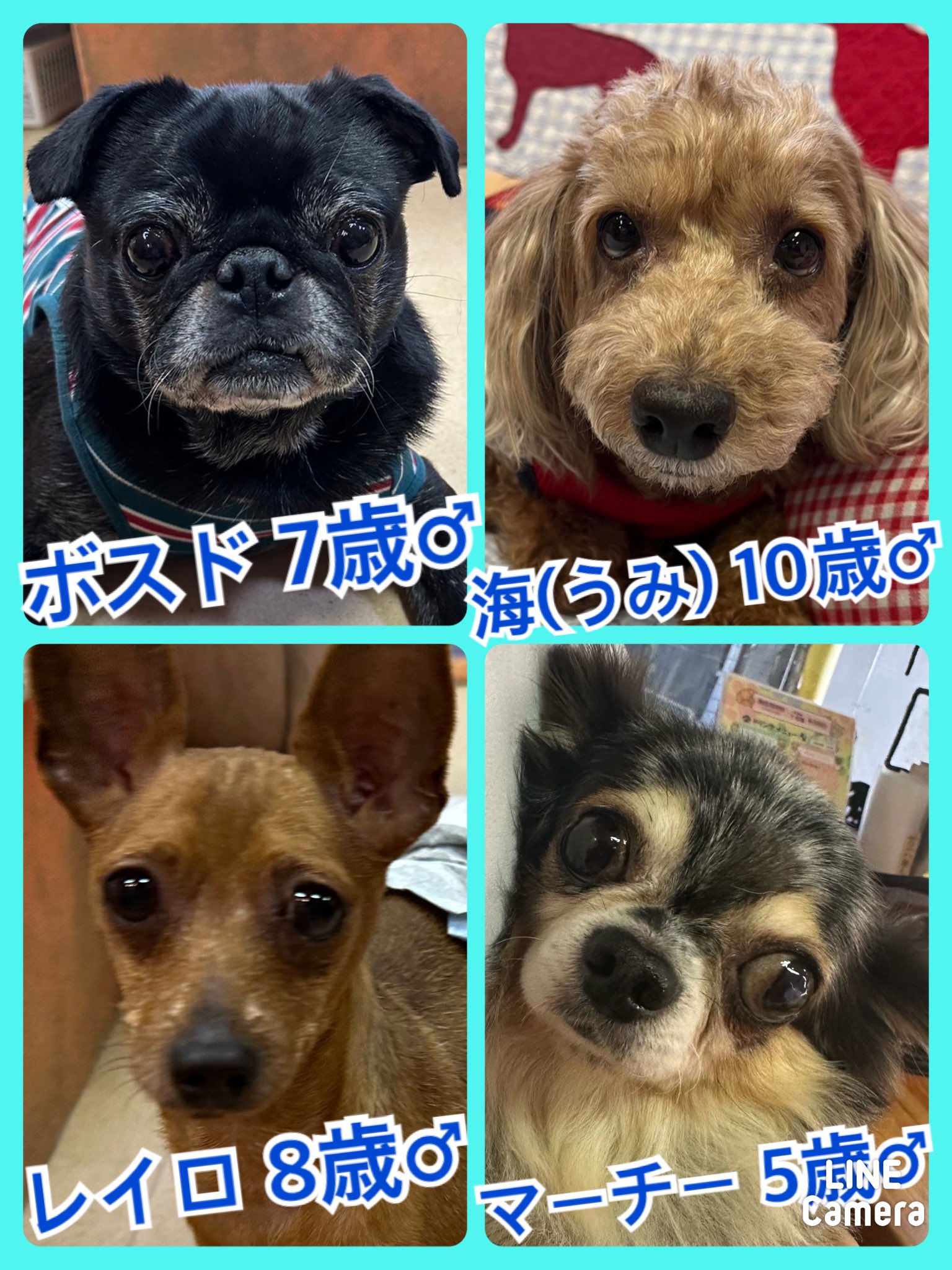 🐾今日の里親様募集中ワンコ🐶メンバーです🐾2023,11,12【保護犬カフェ天神橋店】